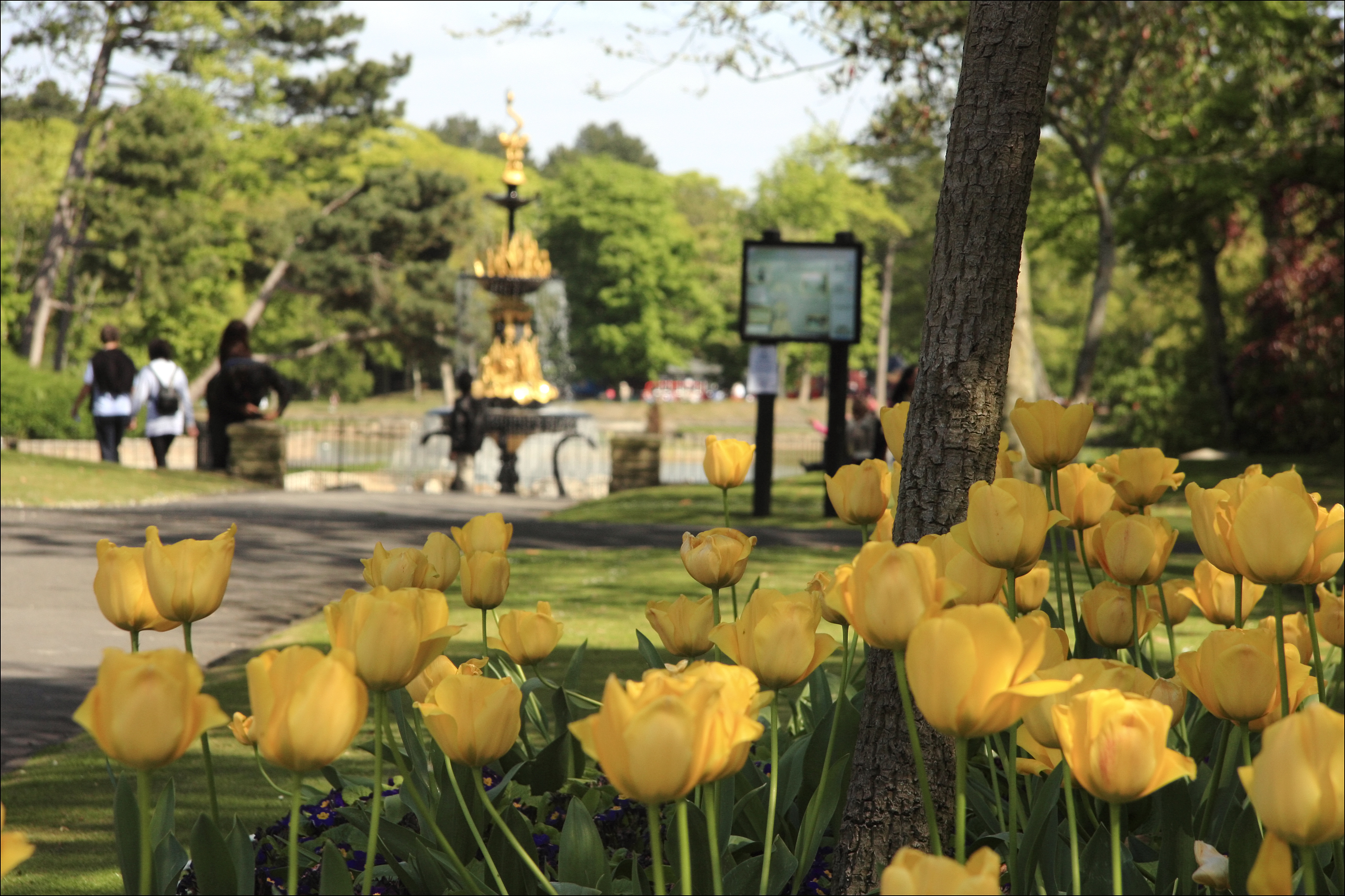 Tulips in Hesketh Park