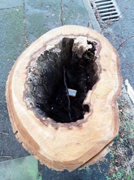 Hollow tree