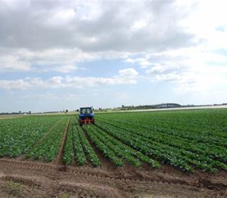 Tractor in a field of growing vegetables