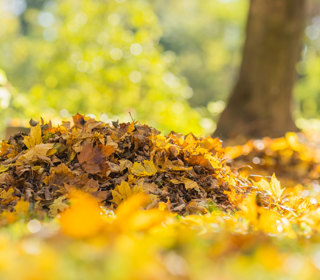 A pile of leaves on the ground