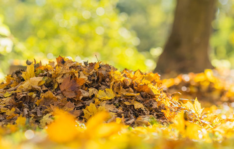 A pile of leaves on the ground