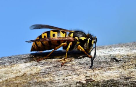 Wasp on a nest