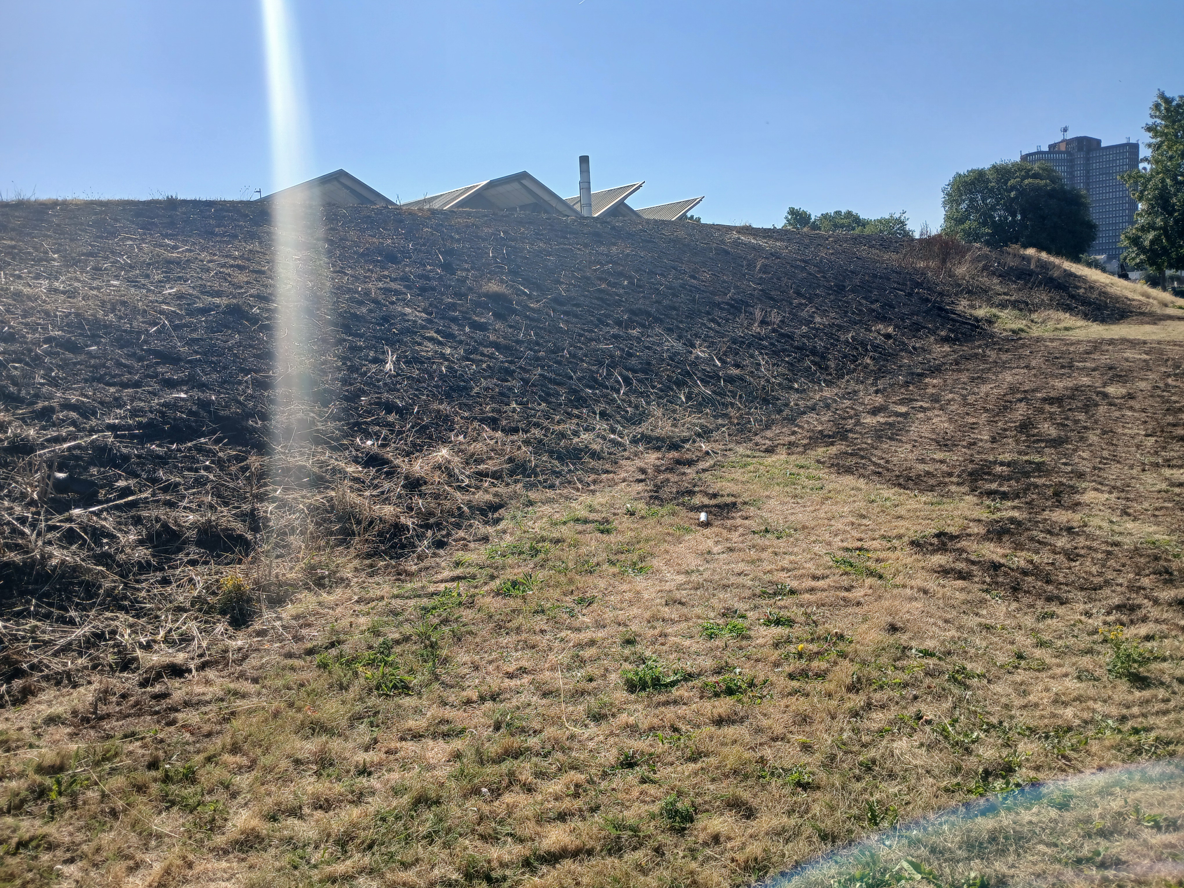 A burned section of a park.