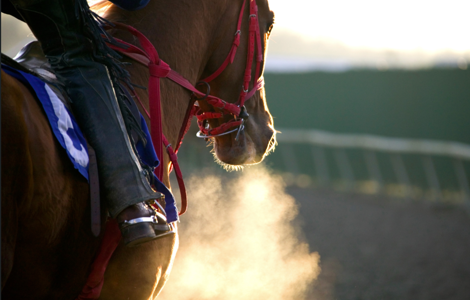 Racehorse breathing heavily